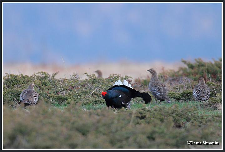 parade de tétras lyres